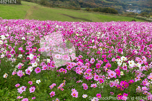 Image of Pink Cosmos flowers field