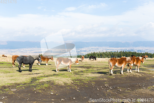 Image of Horse ranch