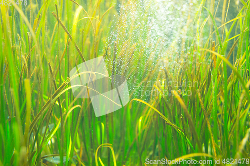 Image of Seaweed in the aquarium