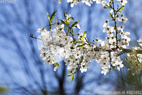 Image of cherry blossoms, close-up