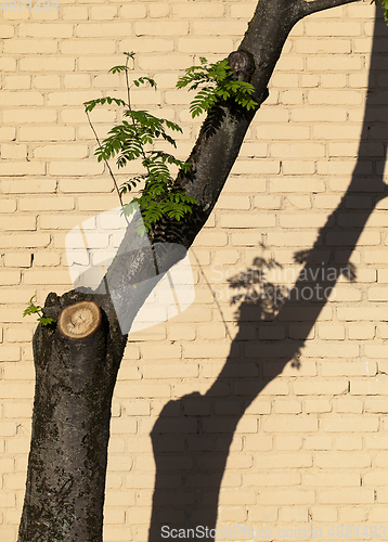 Image of shadow on wall