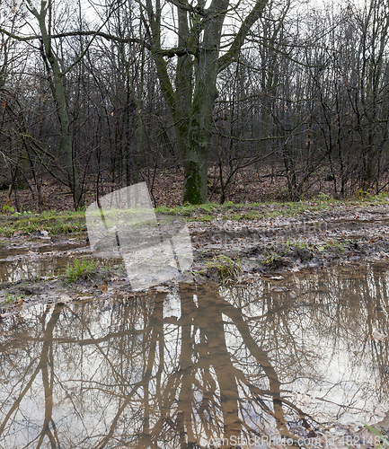 Image of Reflection of trees, close-up