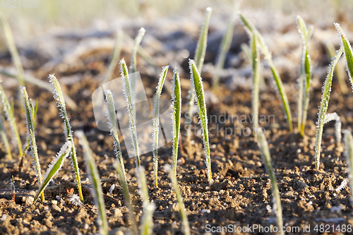 Image of frost on the wheat