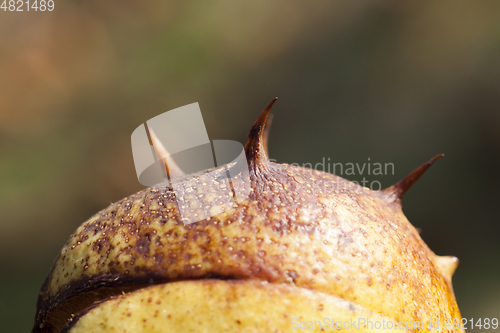 Image of Chestnut nut, close-up