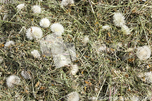 Image of dandelion flowers