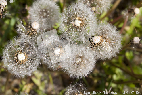 Image of dandelion seed