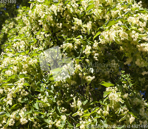 Image of Spring time of the year