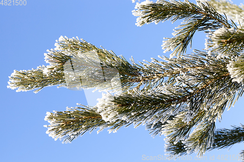 Image of covered with snow pine