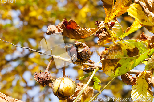 Image of ripe fruit chestnut