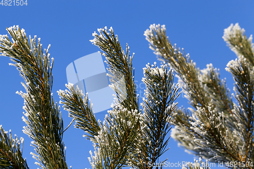 Image of tree with a frost-spruce