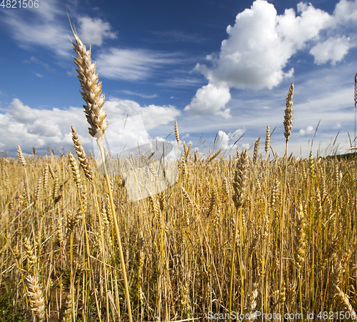 Image of Wheat on field