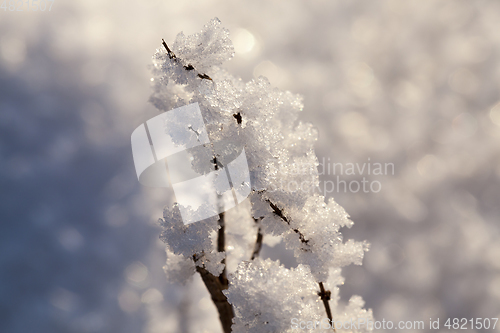 Image of Snow crystals winter