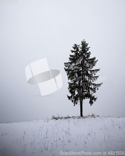 Image of Fir under snow