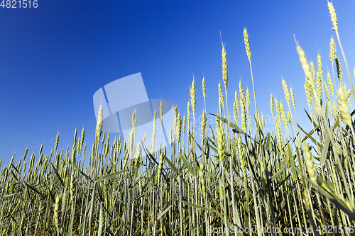 Image of immature green grass