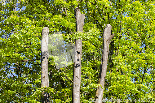 Image of Young green leaves of chestnut