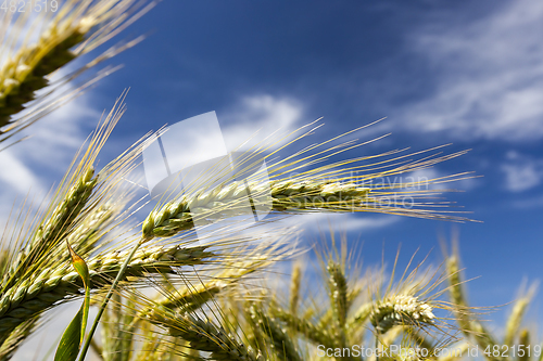 Image of close up of wheat