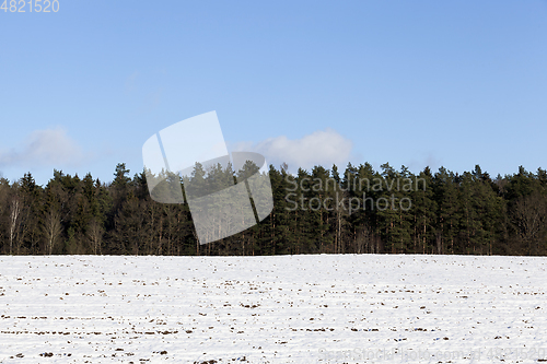 Image of Winter forest, close-up