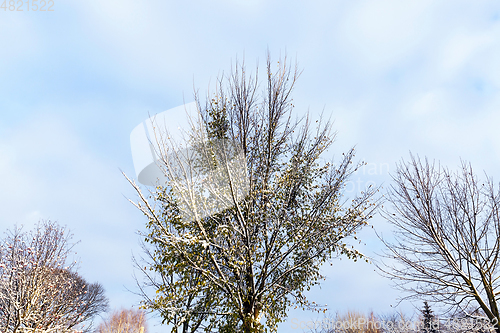 Image of trees under snow