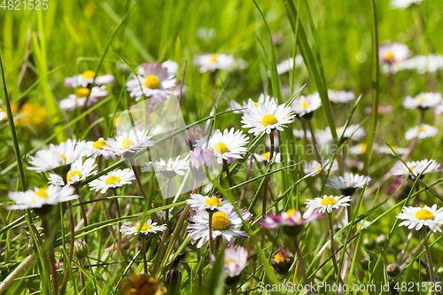 Image of meadow with camomile