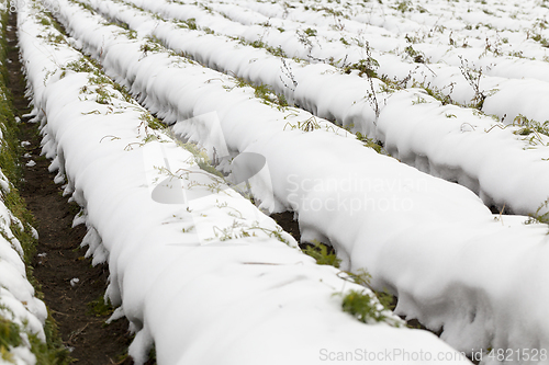 Image of carrot harvest in the snow