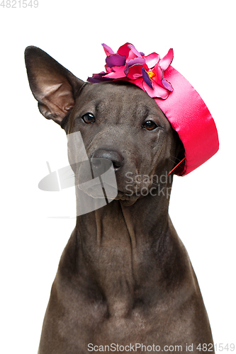 Image of beautiful thai ridgeback puppy