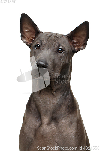 Image of beautiful thai ridgeback puppy