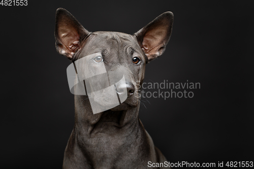 Image of beautiful thai ridgeback puppy