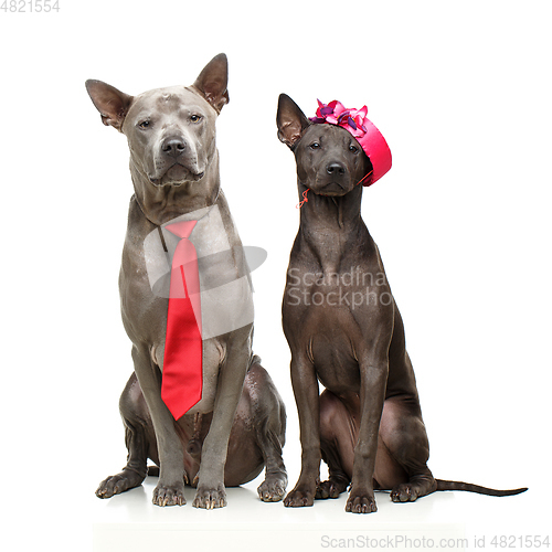 Image of beautiful thai ridgeback dogs