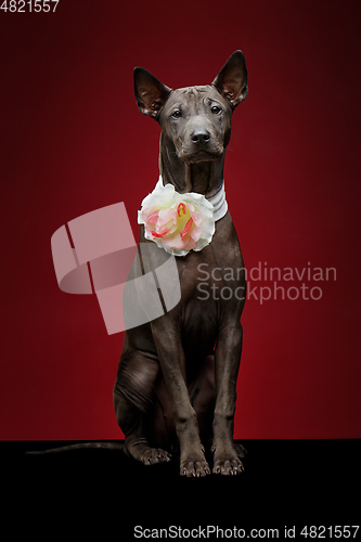 Image of beautiful thai ridgeback puppy