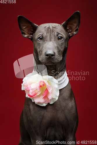 Image of beautiful thai ridgeback puppy