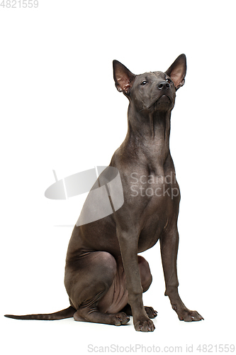 Image of beautiful thai ridgeback puppy