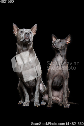 Image of beautiful thai ridgeback dogs