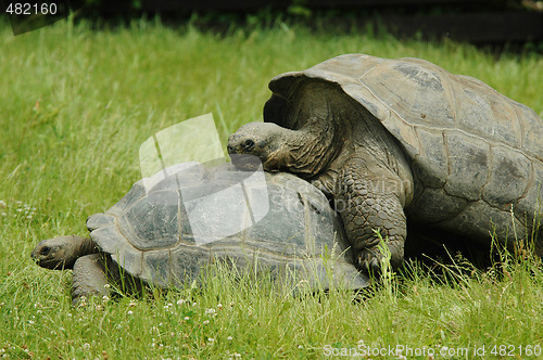 Image of Tortoises