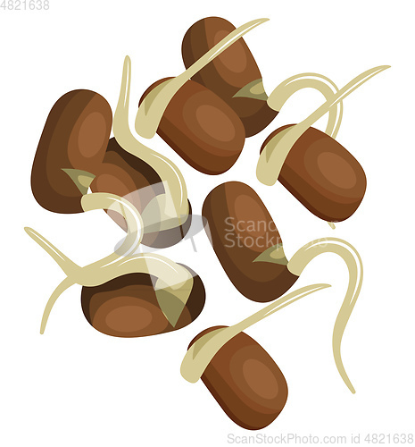 Image of Brown sprout beans vector illustration of vegetables on white ba