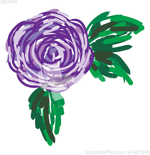 Image of A purple rose vector or color illustration