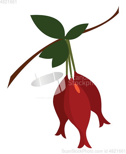 Image of A bunch of hanging dog roses vector or color illustration