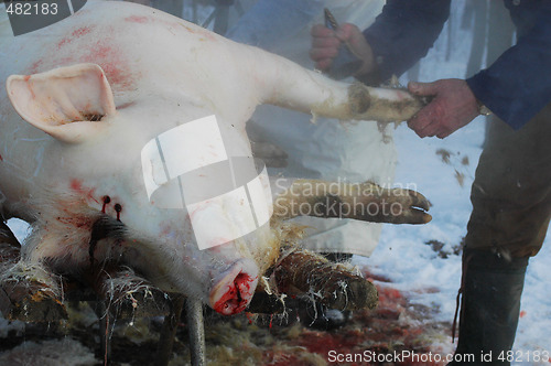 Image of Pig-slaughtering