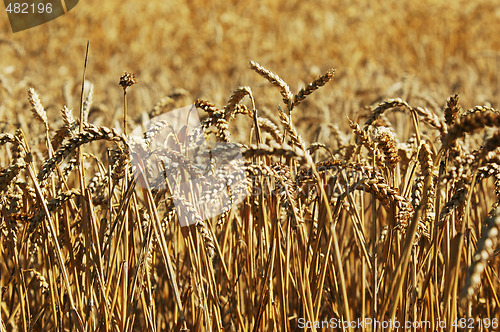 Image of Wheat