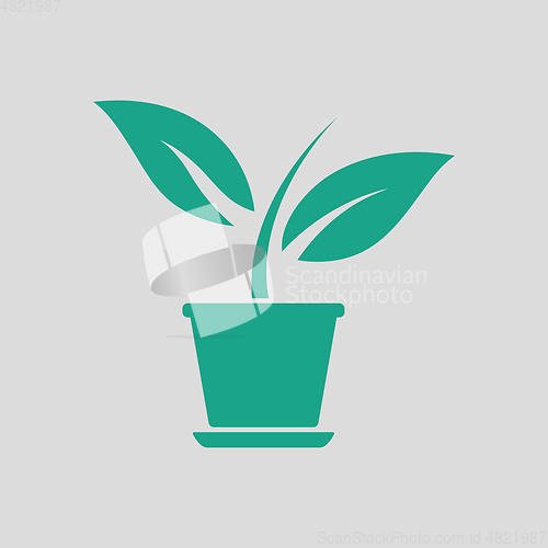 Image of Plant in flower pot icon