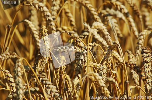 Image of Wheat