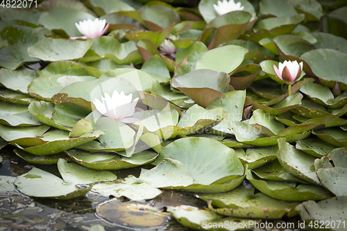 Image of Water Lilies