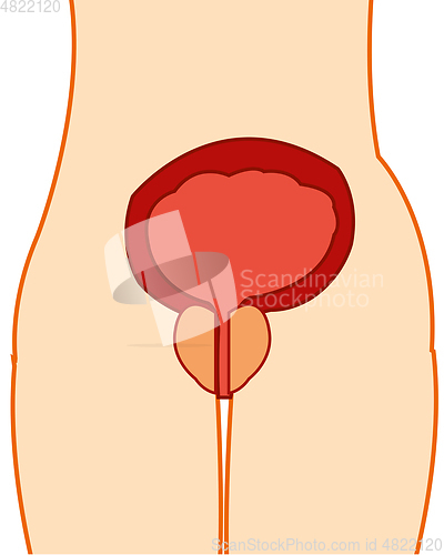 Image of Urinary bladder and postate gland in tele person