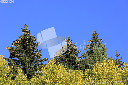 Image of Spruce Tree Tops With Lots of Cones