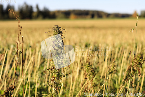 Image of Cannabis Sativa, Industrial Hemp Plant 