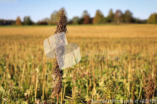 Image of Cannabis Sativa, Industrial Hemp Plant at Harvest