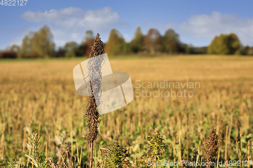 Image of Mature Cannabis Sativa, Industrial Hemp Plant at Harvest