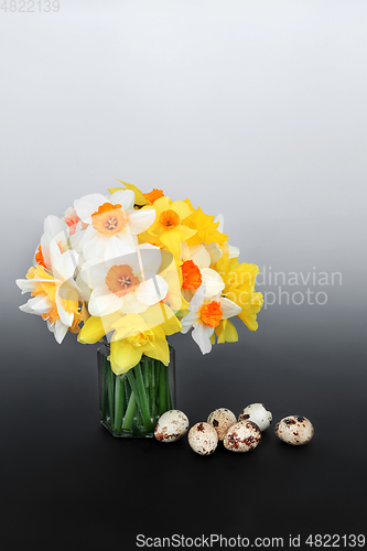 Image of Spring Quail Eggs and Daffodil Flowers