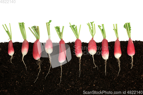 Image of Radish Vegetables Growing in Earth