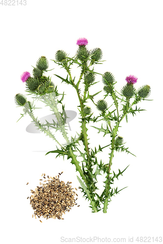 Image of Milkthistle Alternative Herbal Medicine