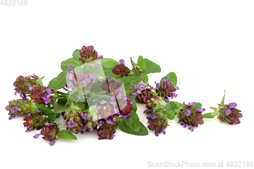 Image of Self Heal Herb with Flowers for Natural Medicine